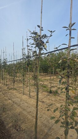 Sorbus aria 'Lutescens' 6-8 Hoogstam wortelgoed - afbeelding 6