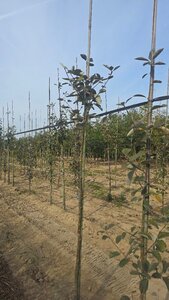 Sorbus aria 'Lutescens' 6-8 Hoogstam wortelgoed - afbeelding 6