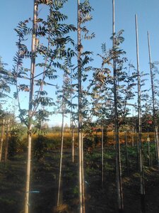 Sorbus auc. 'Sheerwater Seedling' 6-8 Hoogstam wortelgoed - afbeelding 4