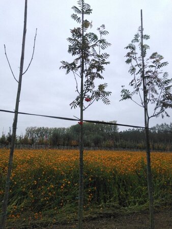 Sorbus auc. 'Sheerwater Seedling' 6-8 Hoogstam wortelgoed - afbeelding 2