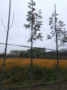 Sorbus auc. 'Sheerwater Seedling' 6-8 Hoogstam wortelgoed - afbeelding 2