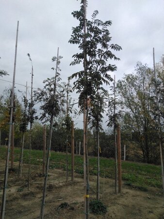 Sorbus auc. 'Sheerwater Seedling' 6-8 Hoogstam wortelgoed - afbeelding 3