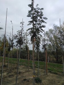 Sorbus auc. 'Sheerwater Seedling' 6-8 Hoogstam wortelgoed - afbeelding 3
