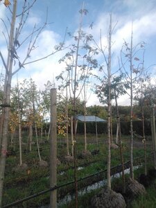 Sorbus aucuparia 6-8 Hoogstam BAG - afbeelding 2