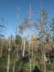 Sorbus aucuparia 6-8 Hoogstam BAG - afbeelding 1