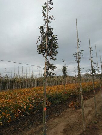 Sorbus aucuparia 6-8 Hoogstam wortelgoed - afbeelding 2