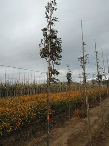 Sorbus aucuparia 6-8 Hoogstam wortelgoed - afbeelding 2