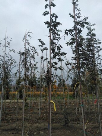 Sorbus aucuparia 6-8 Hoogstam wortelgoed - afbeelding 1