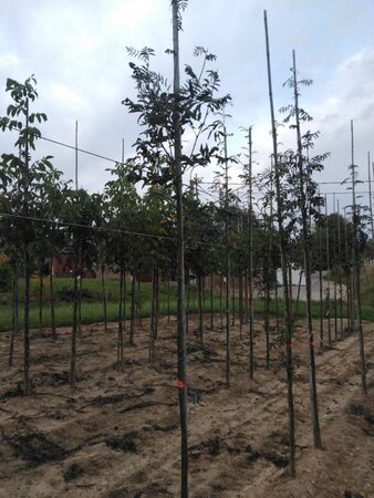 Sorbus aucuparia 6-8 Hoogstam wortelgoed - afbeelding 3