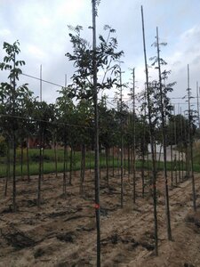 Sorbus aucuparia 6-8 Hoogstam wortelgoed - afbeelding 3