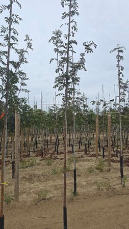 Sorbus aucuparia 6-8 Hoogstam wortelgoed - afbeelding 4