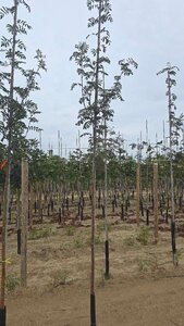 Sorbus aucuparia 6-8 Hoogstam wortelgoed - afbeelding 4