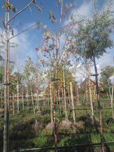 Sorbus aucuparia 8-10 Hoogstam BAG - afbeelding 2