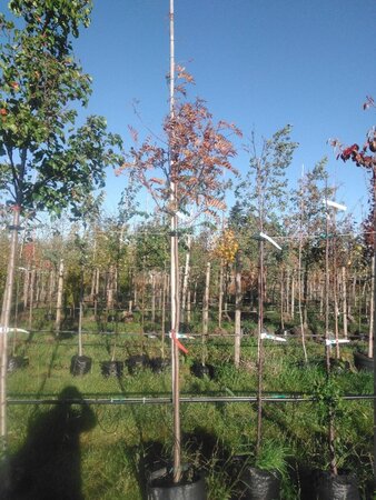 Sorbus aucuparia 8-10 Hoogstam BAG - afbeelding 1