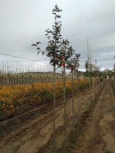 Sorbus auc. 'Wettra' 6-8 Hoogstam wortelgoed - afbeelding 3