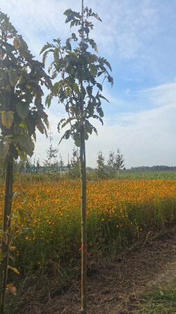 Sorbus thur. 'Fastigiata' 10-12 Hoogstam wortelgoed