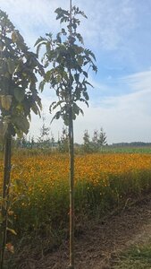 Sorbus thur. 'Fastigiata' 10-12 Hoogstam wortelgoed