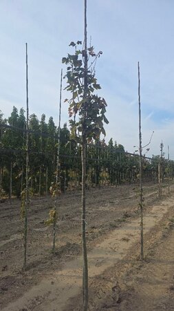 Sorbus torminalis 12-14 Hoogstam wortelgoed 2 X verplant