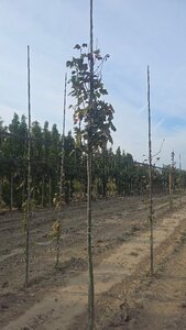 Sorbus torminalis 12-14 STA BR 2 X V