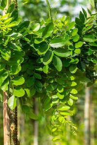 Styphnolobium jap. 'Pendula' = Sophora 8-10 Hoogstam wortelgoed - afbeelding 1