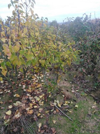 Syringa v. 'Charles Joly' 100-125 cm met kluit 5-8 tak struik - afbeelding 1