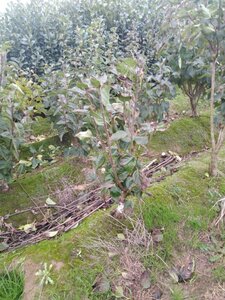 Syringa v. 'Charles Joly' 80-100 cm met kluit struik 5-8 tak