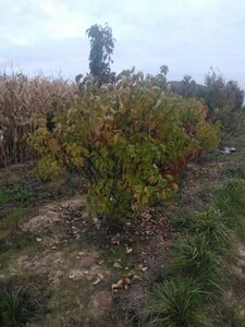 Syringa v. 'Katherine Havemeyer' LAVENDELPAARS 150-175 cm RB Single
