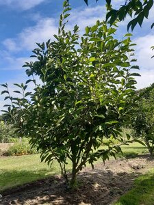 Syringa v. 'Katherine Havemeyer' LAVENDELPAARS 150-175 cm RB Single - image 2