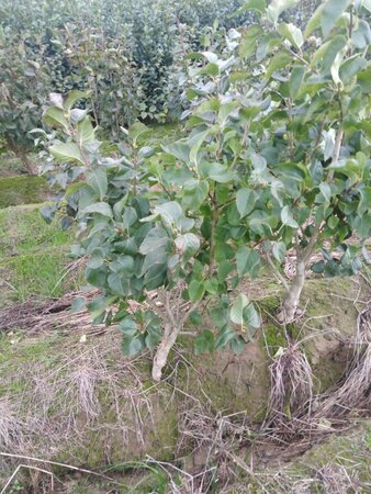 Syringa v. 'Michel Buchner' 80-100 cm met kluit struik 5-8 tak