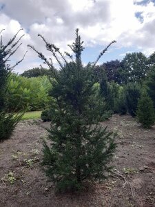 Taxus baccata 100-125 cm met kluit - afbeelding 33