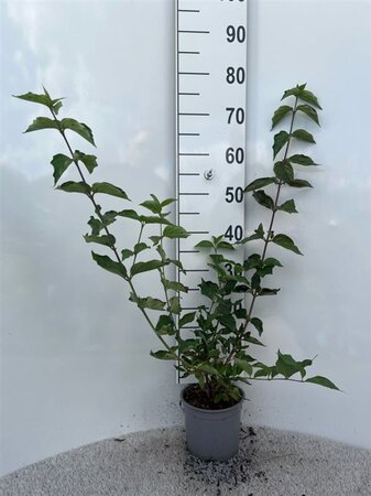 Taxus baccata 100-125 cm met kluit - afbeelding 18