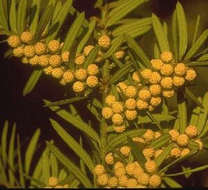 Taxus baccata 100-125 cm met kluit - afbeelding 6