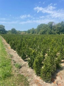 Taxus baccata 100-125 cm met kluit - afbeelding 24