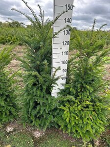 Taxus baccata 100-125 cm met kluit - afbeelding 13