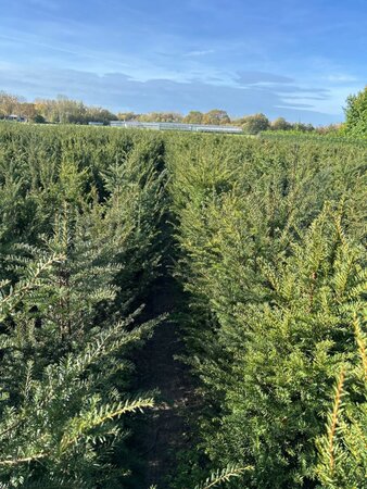 Taxus baccata 100-125 cm met kluit - afbeelding 14