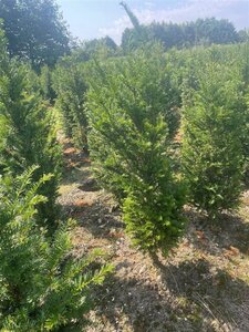 Taxus baccata 100-125 cm met kluit - afbeelding 25