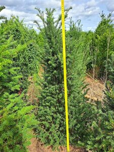 Taxus baccata 100-125 cm met kluit - afbeelding 30