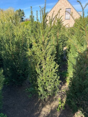 Taxus baccata 100-125 cm met kluit - afbeelding 15