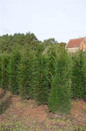 Taxus baccata 100-125 cm RB - image 26