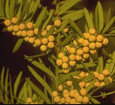 Taxus baccata 100-125 cm RB - image 6