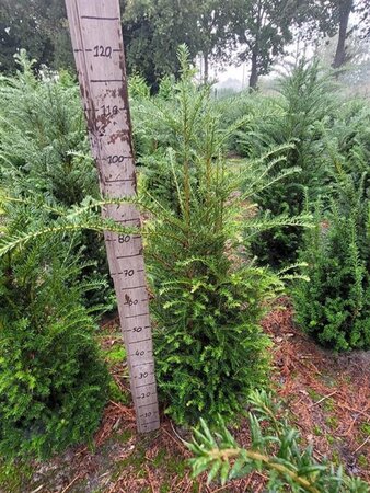 Taxus baccata 100-125 cm RB - image 21