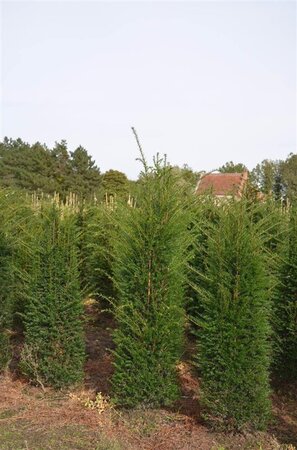 Taxus baccata 100-125 cm RB - image 27