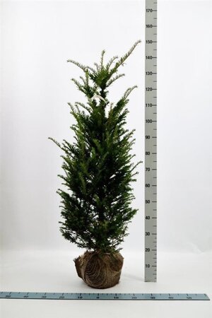 Taxus baccata 100-125 cm RB - image 2