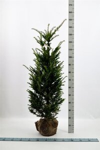 Taxus baccata 100-125 cm RB - image 2