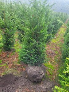 Taxus baccata 100-125 cm RB - image 22