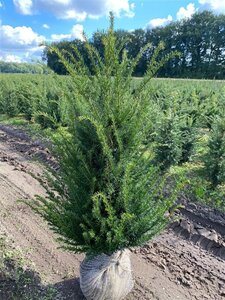Taxus baccata 100-125 cm RB - image 11