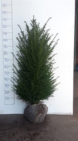 Taxus baccata 100-125 cm RB - image 9
