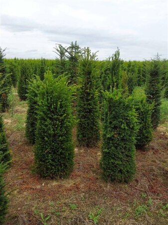 Taxus baccata 100-125 cm RB - image 29