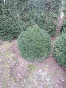 Taxus baccata 100 cm met kluit bol - afbeelding 5