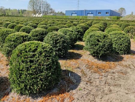 Taxus baccata 100 cm RB bulb - image 6